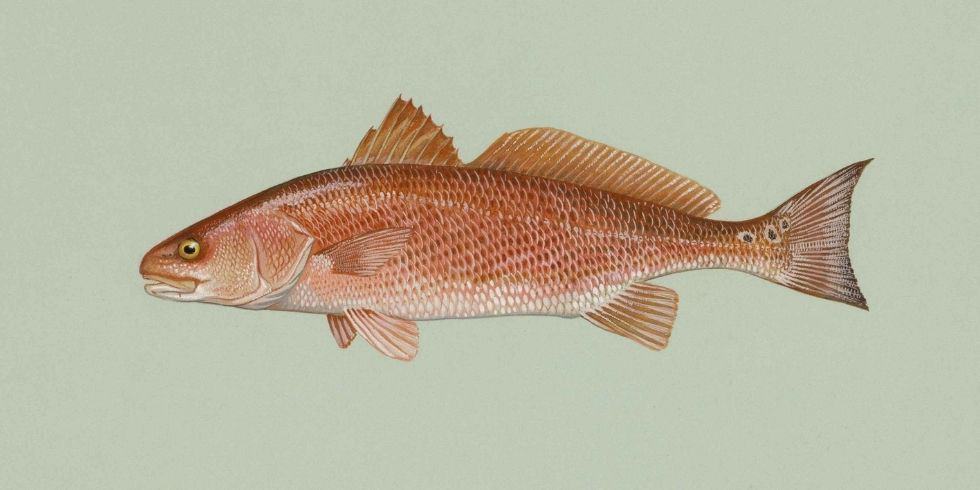 Puppy Drum: How To Catch A True Saltwater Beauty - Pet Parent Playbook